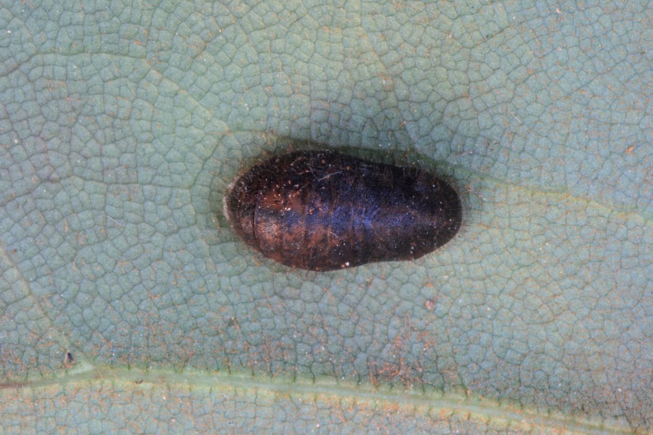 identificazione bruco: Callophrys rubi (Lycaenidae)